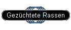 Gez�chtete Rassen